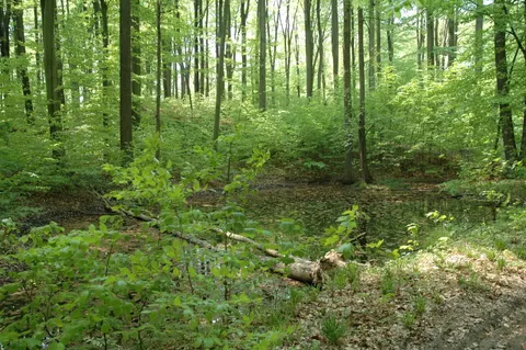Park-Arboretum Postolin und Naturschutzgebiet Wzgórze Joanny — Foto 6